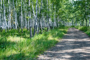 Güneşli yaz gününde toprak orman yolu, doğaya yolculuk.