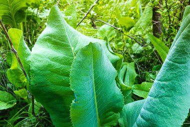 Yaz ormanlarında geniş yeşil yapraklar