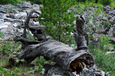 Güçlü, kalın kökler ve sedir dalları kabuksuz ağaç gövdesi kavisi.