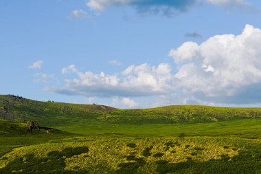 Kibar tepeler, gökyüzünün altındaki yeşil çayırlar. Sığırlar için tarım otlağı