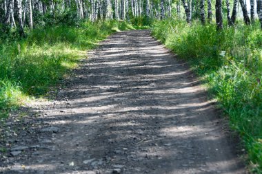 Güneşli yaz gününde toprak orman yolu, doğaya yolculuk.