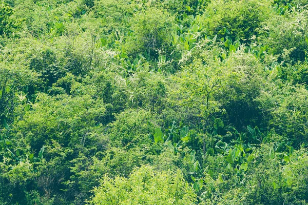 Densos Matorrales Arbustos Hojas Verdes Plantas Hierba Como Fondo — Foto de Stock