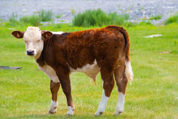 Junger Roter Bulle Auf Der Grünen Wiese Sommertagen Tierhaltung Für — Stockfoto