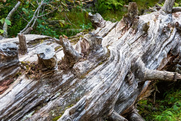 Tronco Árbol Viejo Bosque Derribado Después Del Huracán — Foto de Stock