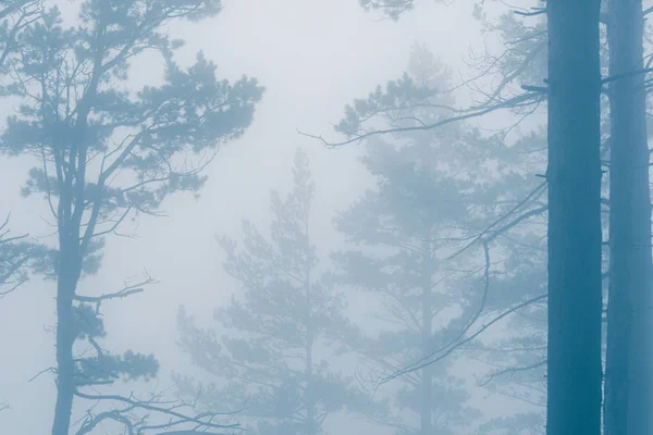 Mystical forest in fog, silhouettes of tree branches in blue fog