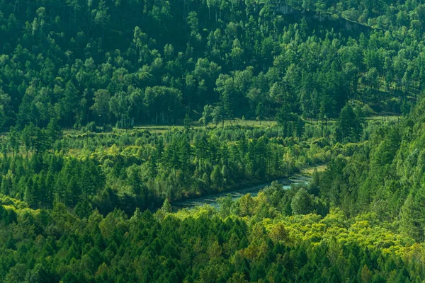 Tapete Verde Árvores Encosta Densa Floresta Coníferas Como Fundo — Fotografia de Stock