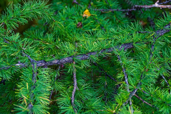 Grön Gren Lärk Med Nålar Sommardagen — Stockfoto