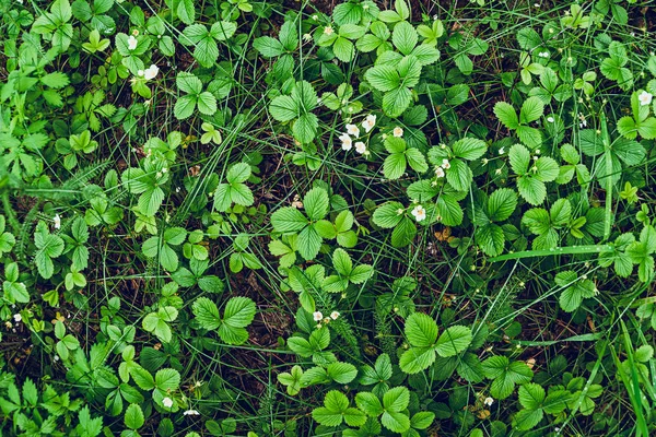 Boscaglie Dense Cespugli Foglie Verdi Piante Erba Come Sfondo — Foto Stock