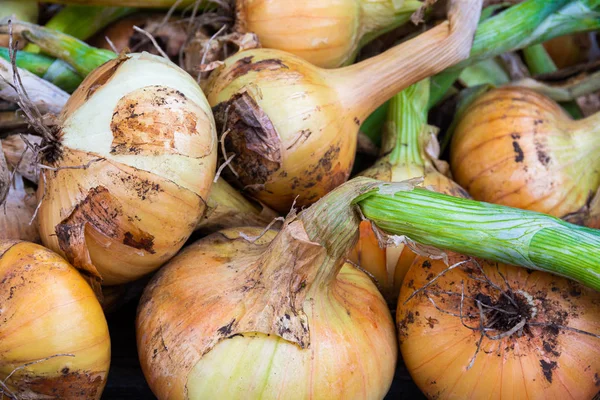 Frische Zwiebeln Schale Als Hintergrund Zwiebelernte Garten — Stockfoto