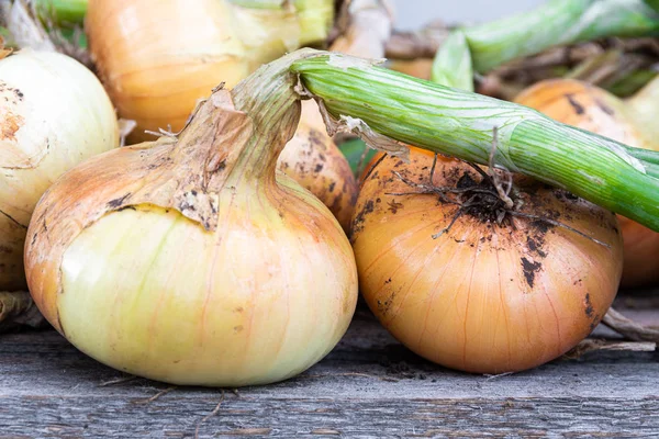 Bulbos Del Jardín Mesa Madera Cosecha Verduras Frescas Para Vegetarianos —  Fotos de Stock