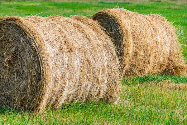 Dry Hay Rolls Cattle Feed Grass Harvesting Cows Harvesting Wheat — Stock Photo, Image