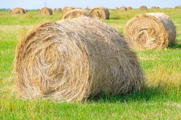 Rouleau Foin Rond Par Une Journée Ensoleillée Récolte Aliments Pour — Photo