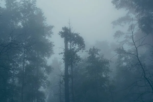 Мистический Лес Тумане Силуэты Ветвей Деревьев Голубом Тумане — стоковое фото