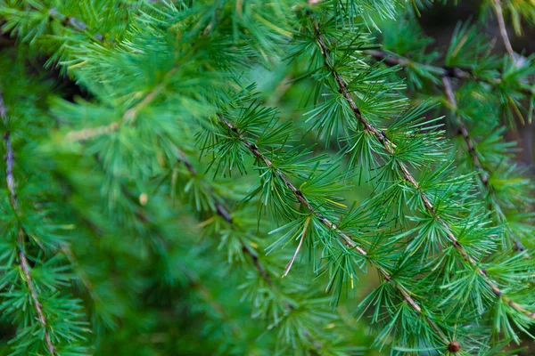 Green Branch Larch Needles Summer Day — Stock Photo, Image