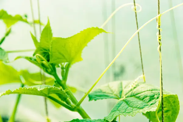 Young Greenhouse Cucumber Shoots Sunlight Gardening Vegetarianism Fresh Vegetables Salad — Stock Photo, Image