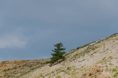 Dağlarda yapayalnız kozalaklı ağaç, dayanıklılık. Cesaret, doğanın amacına ulaşma gücü