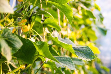 Serada salatalıklar, vejetaryenler için sebze yetiştirerek bahçıvanlık.