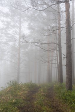 Yaz ormanlarında sabahın erken saatlerinde, mistik siste toprak yol, ağaçların dallarında sis.