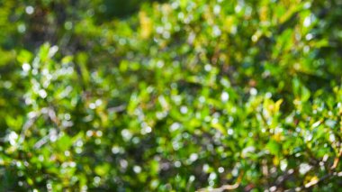 Arka plan olarak sık çalılar, bitkilerin yeşil yaprakları ve çimenler.