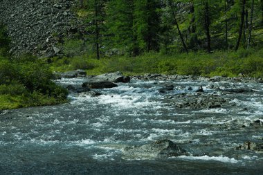 Dağ geçidinde hızlı nehir. Taştan bankalar ve yeşil bitkilerle dolu bir dere.