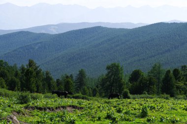 Dağ vadisinde ufukta sisli bir dağ silueti. Vahşi doğada yürüyüş.