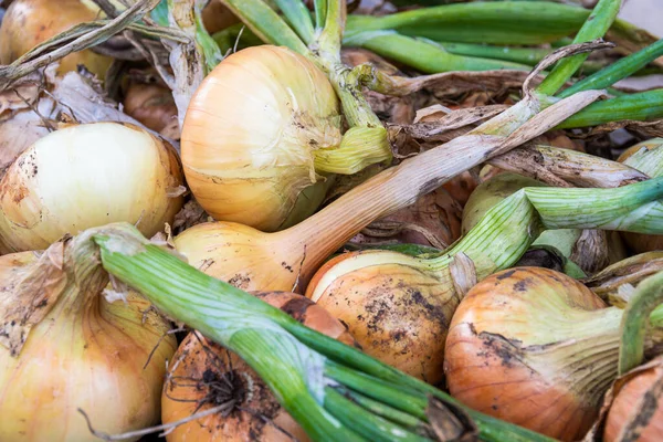 Bulbos Frescos Cáscara Como Fondo Cosecha Cebollas Jardín —  Fotos de Stock