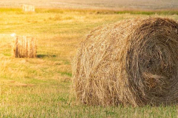 Rouleau Foin Rond Par Une Journée Ensoleillée Récolte Aliments Pour — Photo