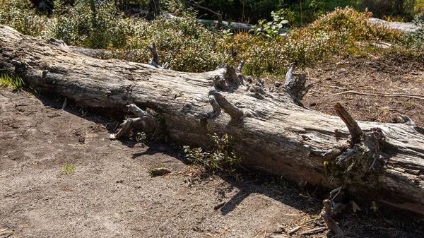 Tronco Árbol Viejo Bosque Derribado Después Del Huracán —  Fotos de Stock