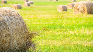 Yazın kırsal bir arazide kuru saman ruloları, hasat, çiftlik hayvanları için yem hazırlama.