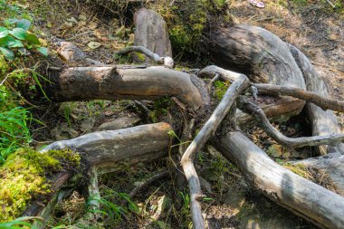 Güçlü, kalın kökler ve sedir dalları kabuksuz ağaç gövdesi kavisi.