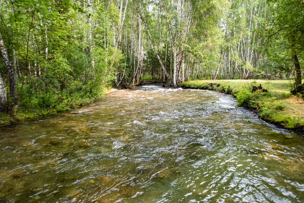 Rio Bosque Vidoeiro Córrego Fresco Floresta Verão Verde Viagem Natureza — Fotografia de Stock