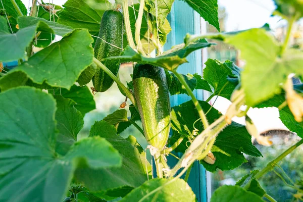 Pepinos Que Crecen Invernadero Jardinería Cultivando Verduras Para Vegetarianos — Foto de Stock