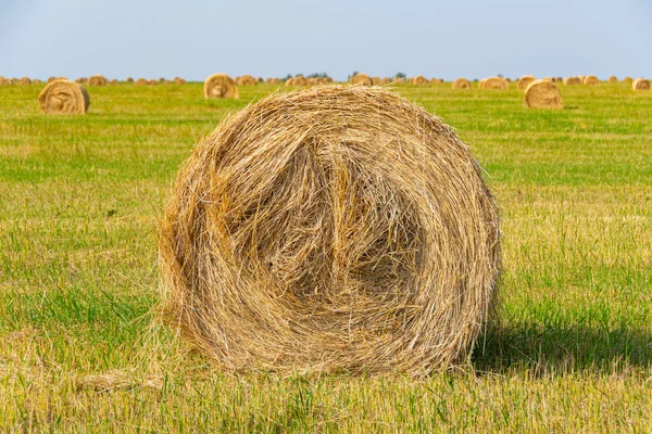 Rolos Feno Seco Para Alimentação Bovinos Colheita Capim Para Vacas — Fotografia de Stock