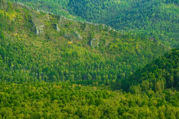 丘の中腹にある緑の木の絨毯や密林を背景に — ストック写真