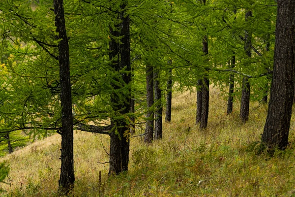 丘の中腹の針葉樹林 カラマツの森のハイキング 自然への観光旅行 — ストック写真