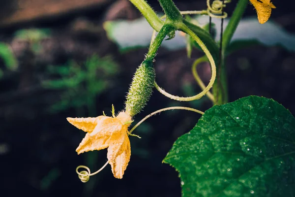 Brotes Pepino Invernadero Jóvenes Por Luz Del Sol Jardinería Para — Foto de Stock