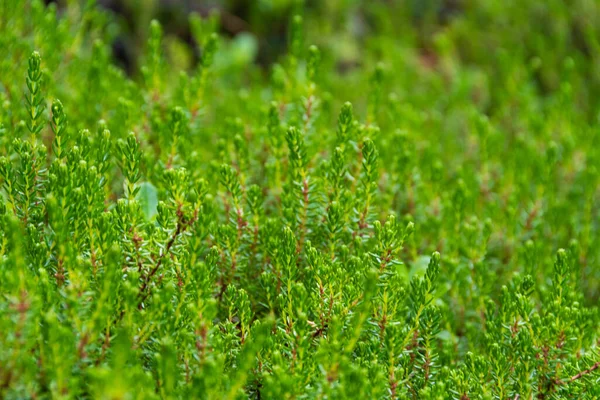 Rośliny Leśne Zielone Liście Młody Wzrost Jako Dywan Trawiasty — Zdjęcie stockowe
