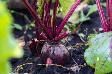 Yeşil yapraklı pancar kökü yaz bahçesinde yatakta büyür ve vejetaryen yemekleri için yiyecek yetiştirir.