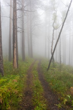 Ormanda yoğun gizemli sis, sisli mistik toprak yol, ateş ormanından duman.