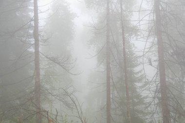 Sis içindeki mistik orman, sabah sisli ağaç gövdeleri, gizemli suç mahalli, orman yangınında duman