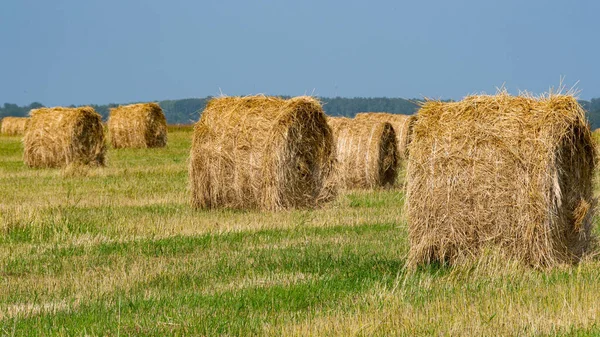 Feno Rola Campo Após Colheita Pastagem Agrícola Dia Verão Preparação — Fotografia de Stock