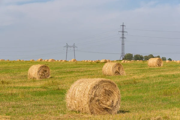 dry hay rolls for cattle feed, grass harvesting for cows, harvesting wheat and oats in field