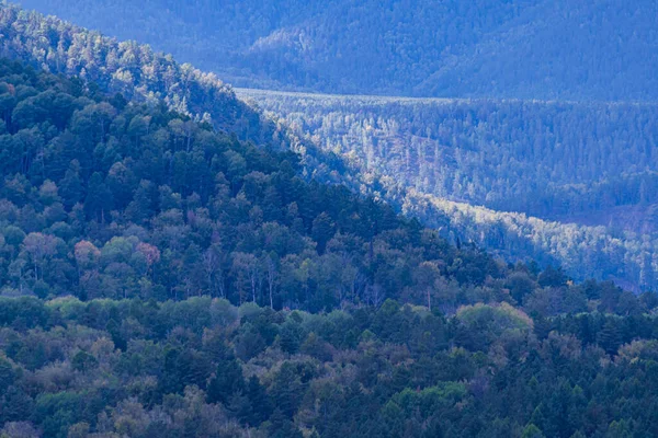 Tapete Verde Árvores Encosta Densa Floresta Coníferas Como Fundo — Fotografia de Stock