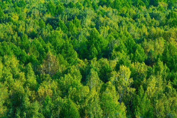 Зелений Килим Дерев Схилі Пагорба Густий Хвойний Ліс Фон — стокове фото