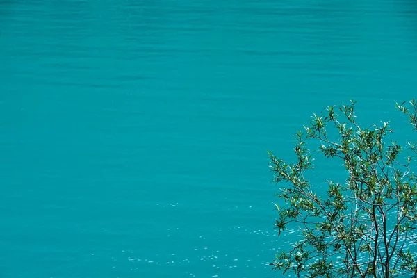 Green Tree Background Water Surface Lake River — Stock Photo, Image