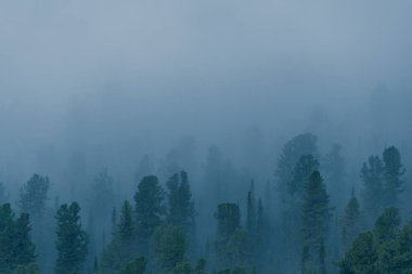 Kozalaklı ormanın üzerindeki sis, yamaçtaki ağaç siluetleri, mistik sis.