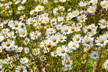 Yaz papatyaları Bahçede güneşli bir gün