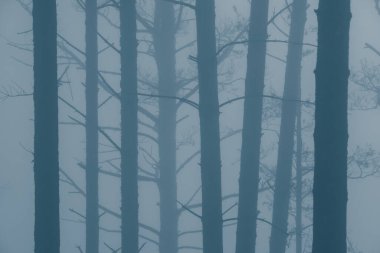 Sis içindeki mistik orman, sabah sisli ağaç gövdeleri, gizemli suç mahalli, orman yangınında duman