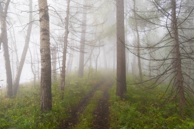 Yaz ormanlarında sabahın erken saatlerinde, mistik siste toprak yol, ağaçların dallarında sis.