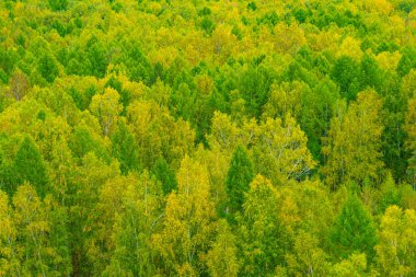 Yamaçta ağaçlardan oluşan yeşil halı, arka planda yoğun kozalaklı orman.